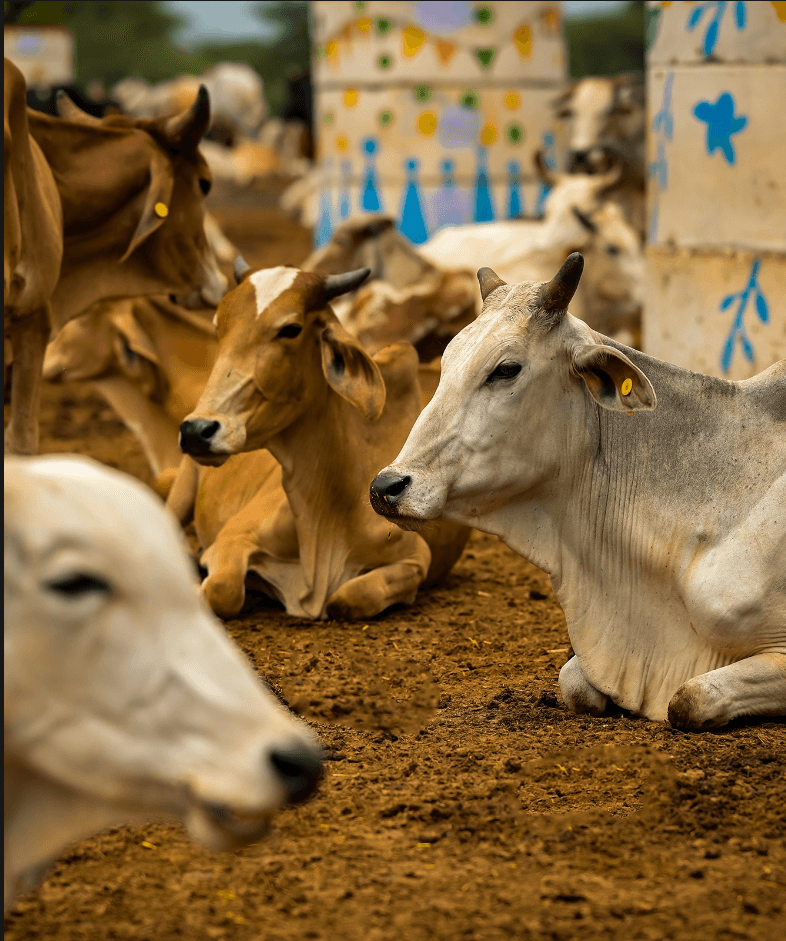Seva: The Highest Expression of Bhakti
