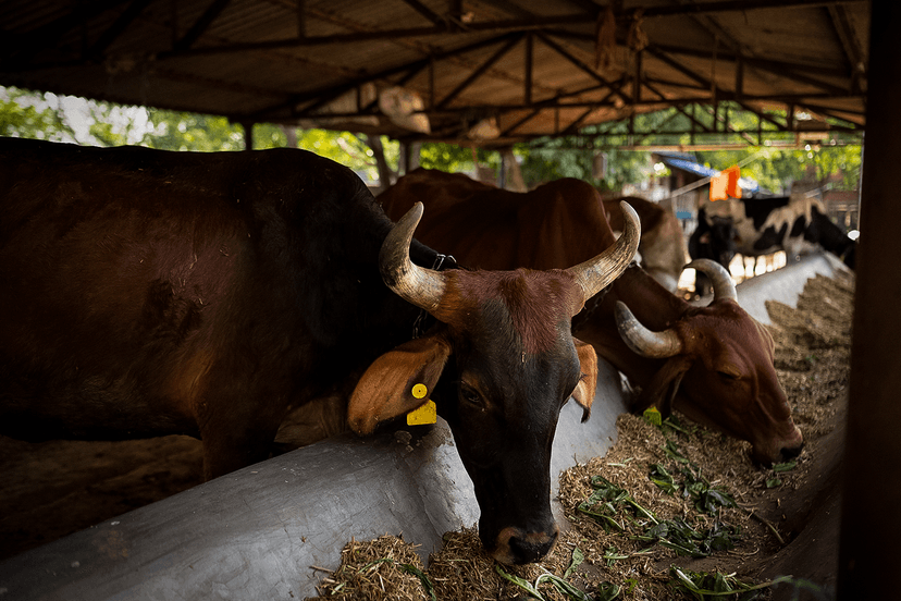 Gauseva and cow care