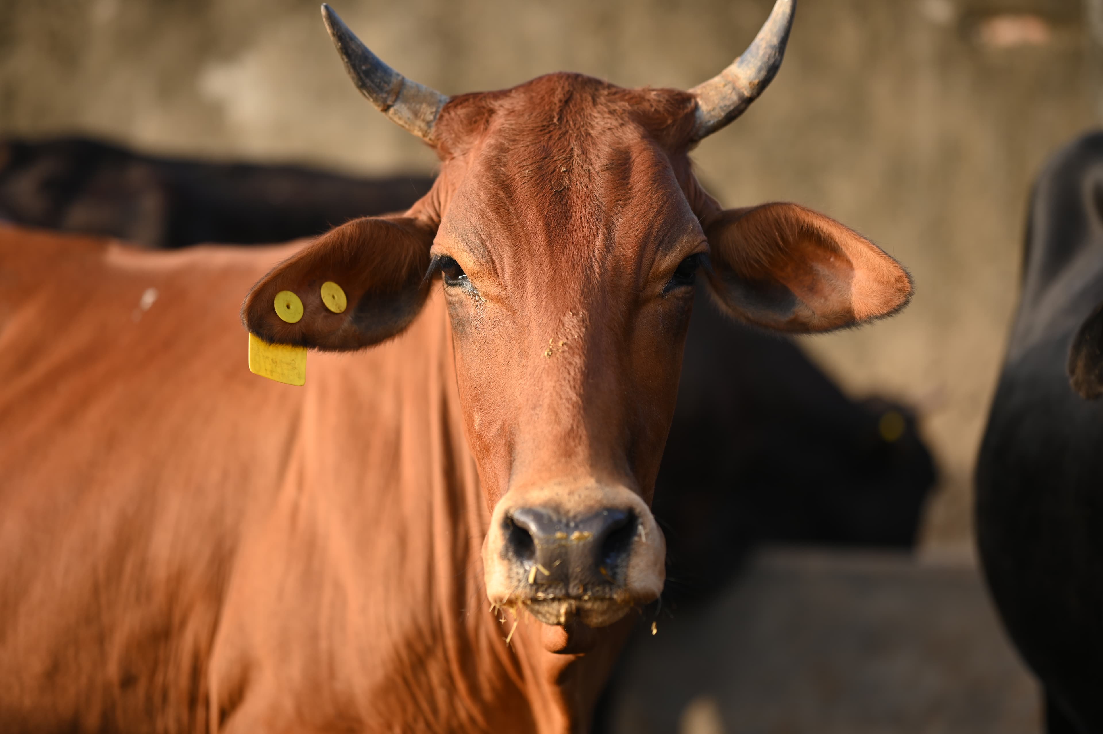 Gau Mata Seva - Caring shelter protection