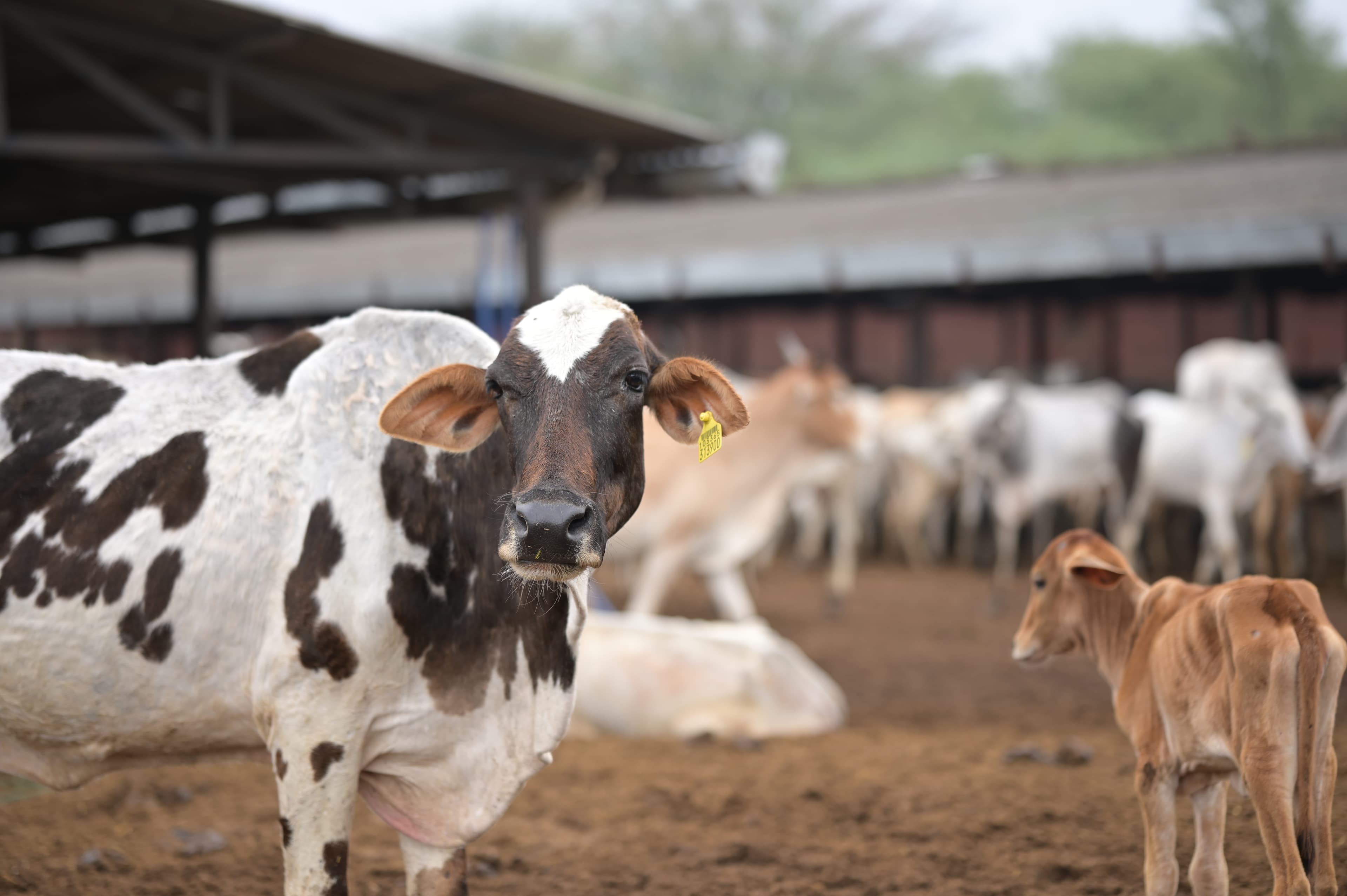 Gau Mata Seva - Healthy food and nutrition