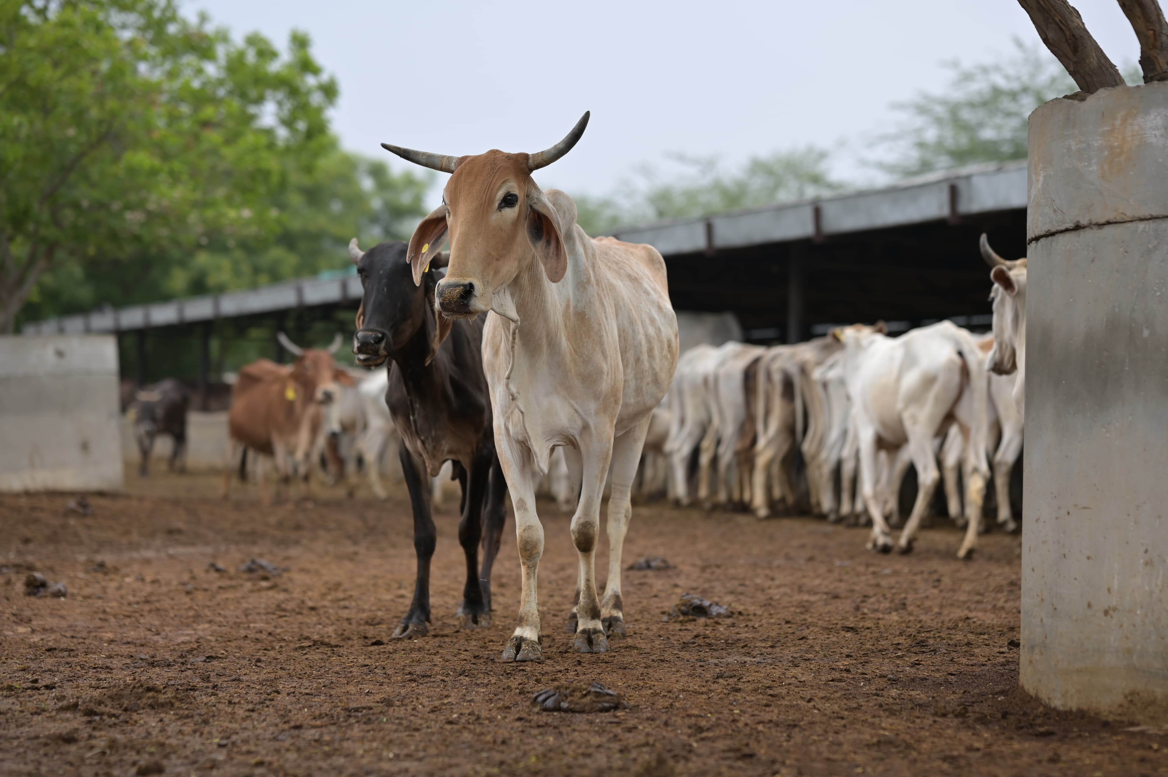 Gau Mata Seva - Pure daily worship