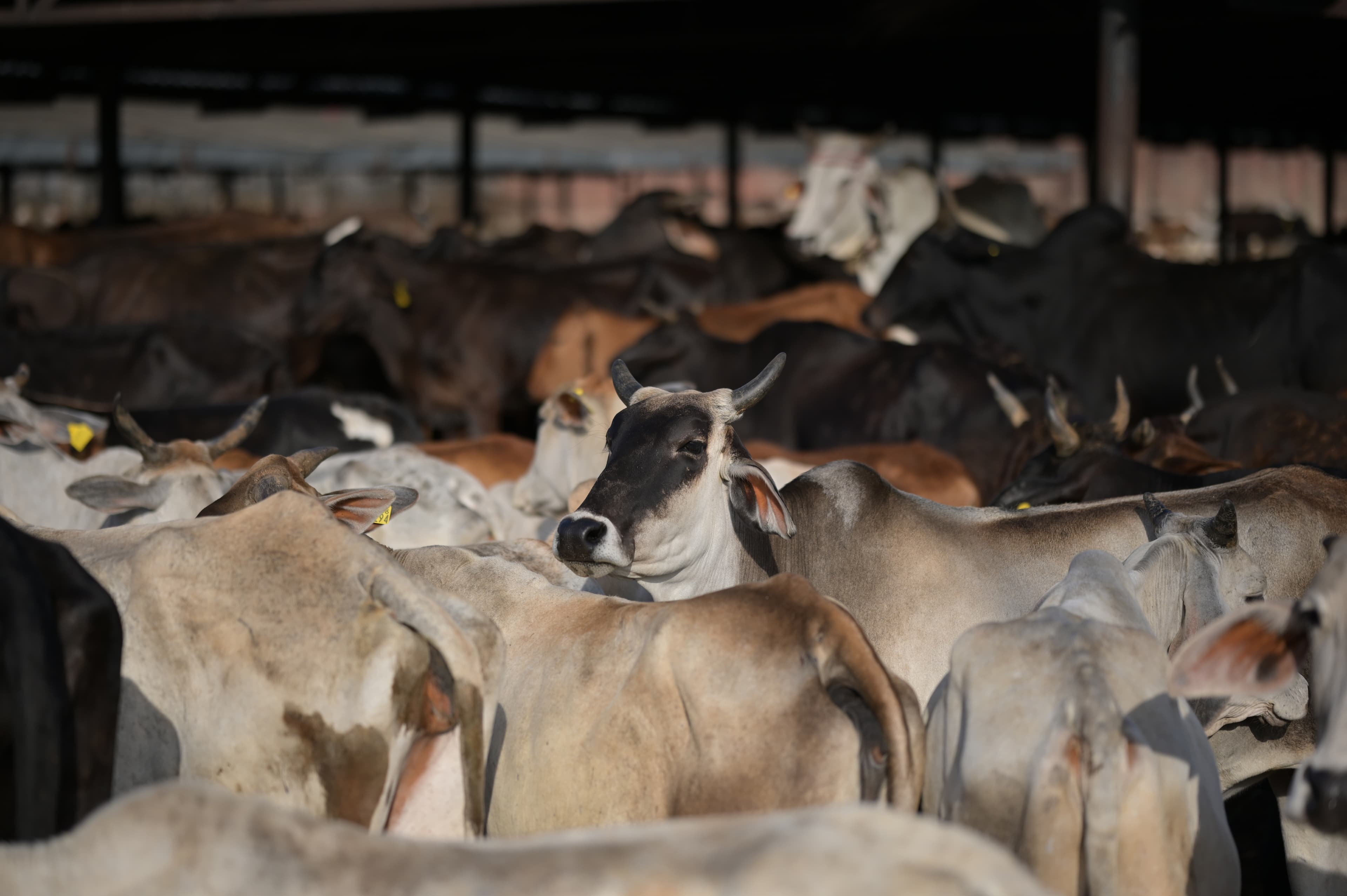 Gau Mata Seva - Compassionate medical care