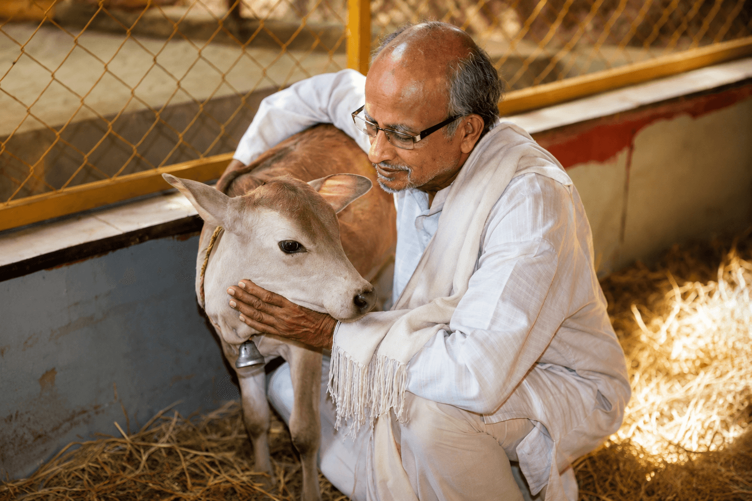 Gau Seva Moment 3