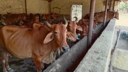 Feed 20 Cows