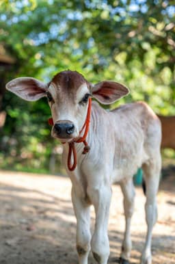 Adopt Calf for 1 Month