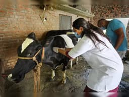 Cow Treatment Seva