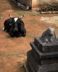 Nandi Seva