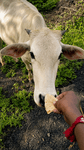 First Roti for Cow