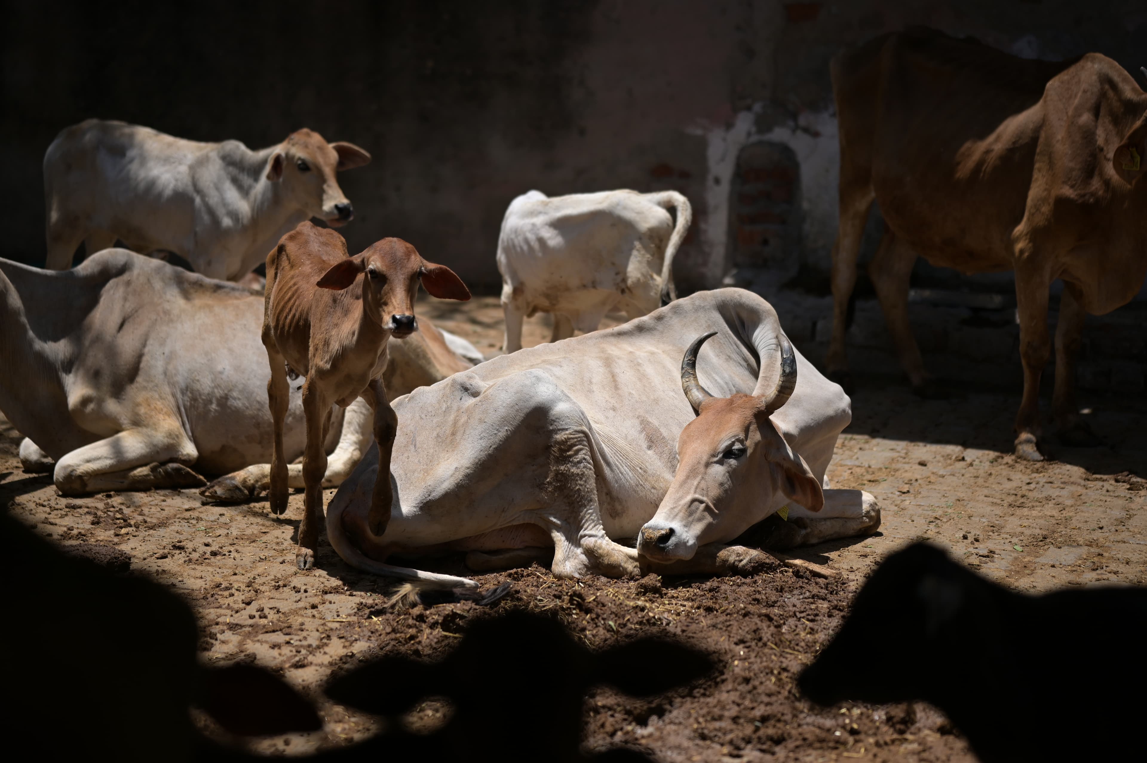 Gau Seva