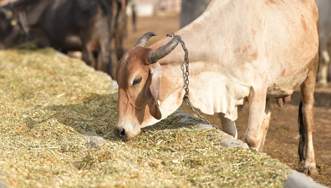 Gau Seva