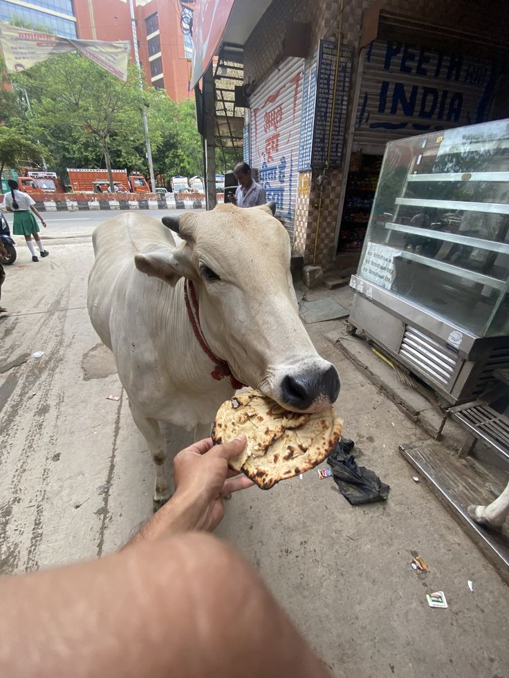 First Roti for cow