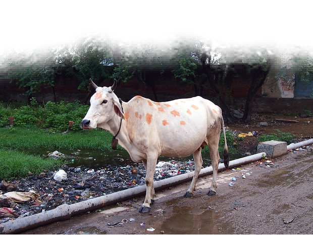 Adopt Cow for 1 Month