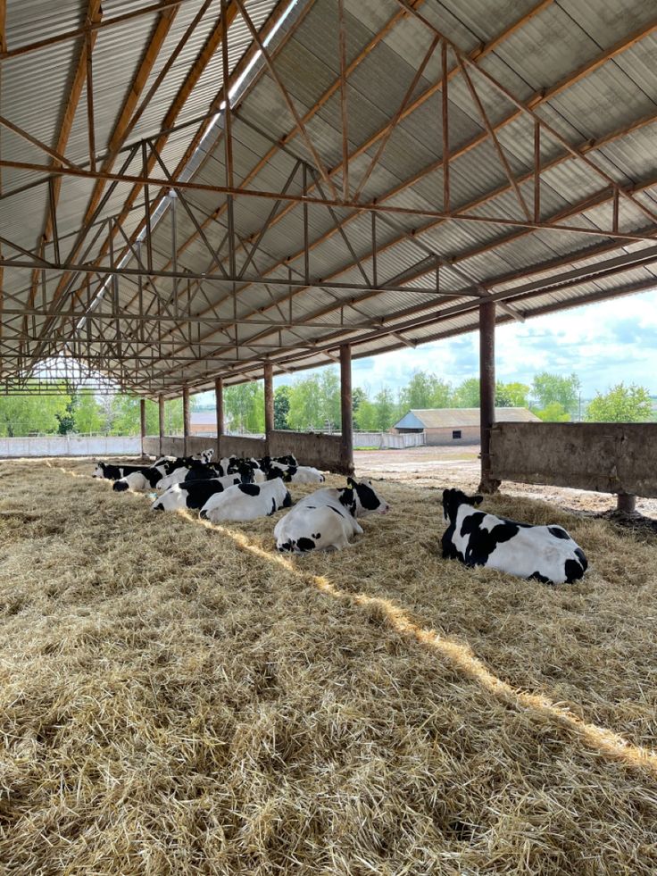 Cow Shed Seva