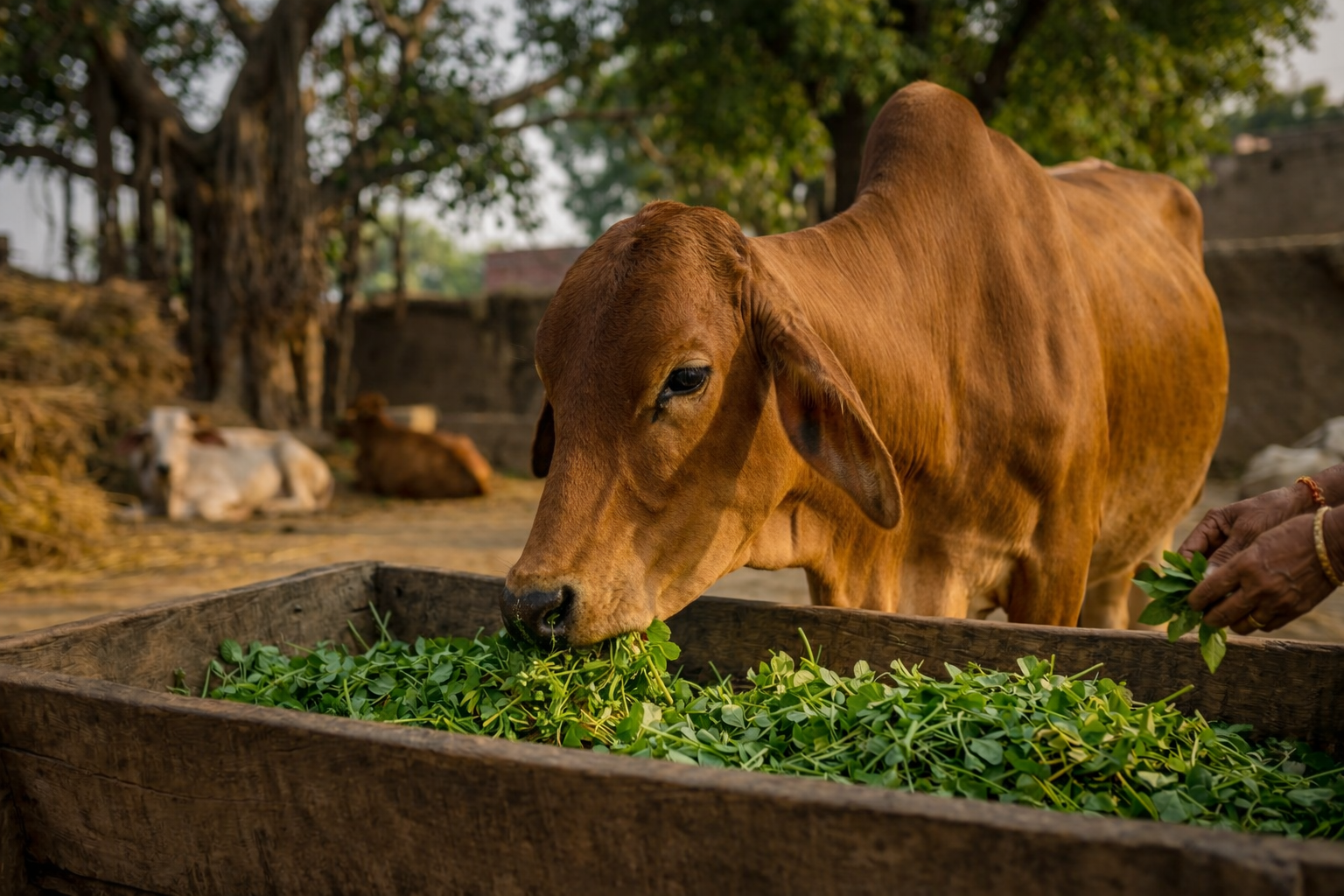 Feed 20 Cows