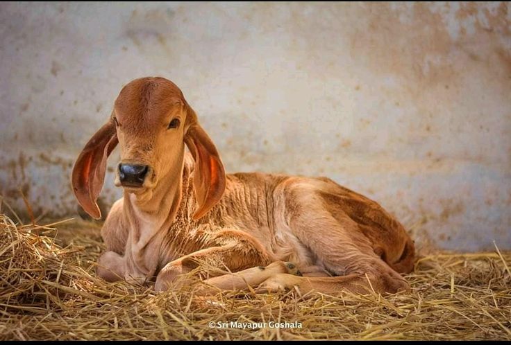 Adopt Calf for 1 Month