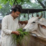 Shravan Maas Gau Seva