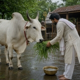 Shravan maas nandi seva