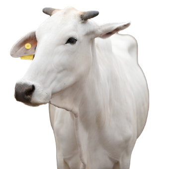 Gau Mata Seva