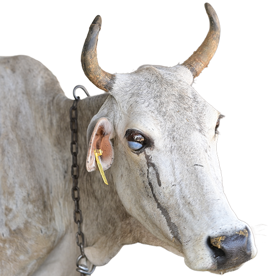 Gau Treatment